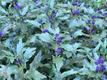 Bartblume (Caryopteris x clandonensis "Heavenly blue") im Container 30-50cm